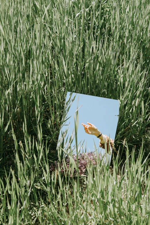 the reflection in a mirror of the green grass