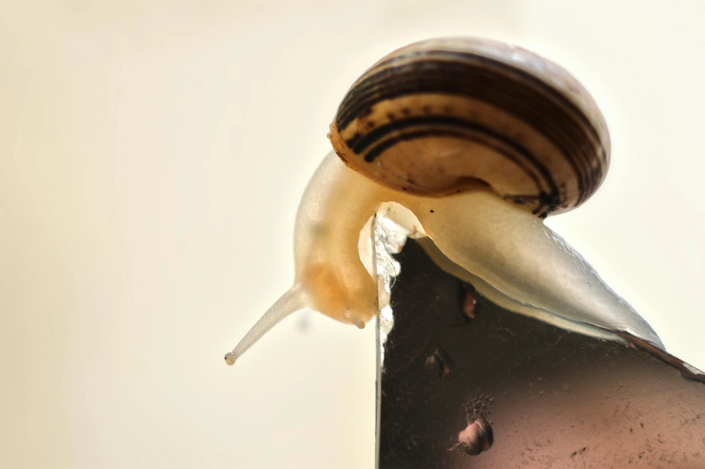 a close up image of a snail eating soing