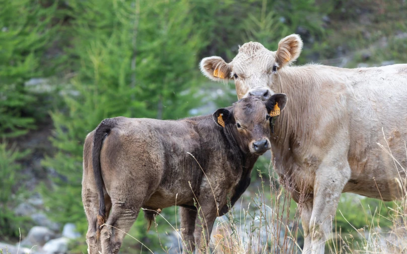 two cows in a field near a wooded area