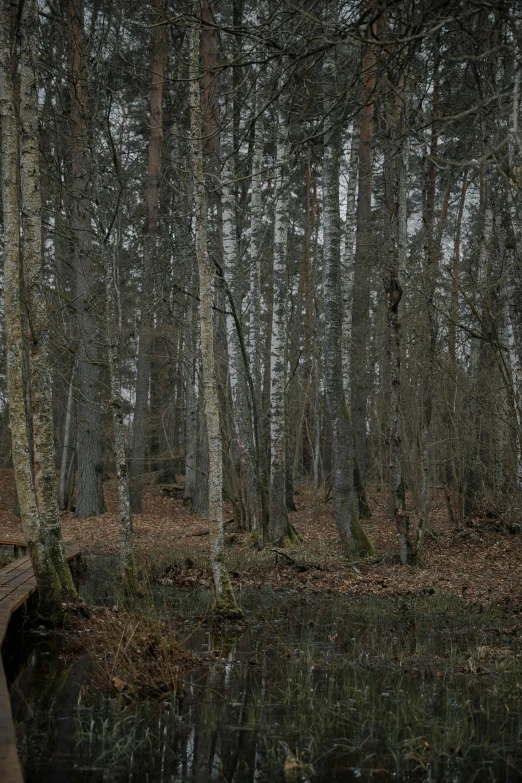 some trees by a pond in the woods