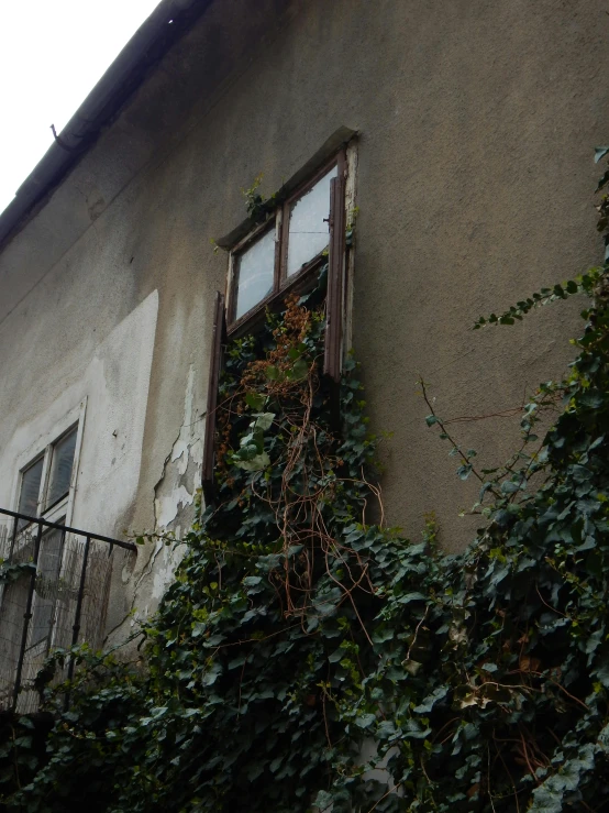 ivy growing on the side of an abandoned building