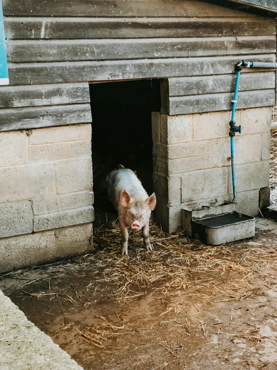 small pig sticking its head out of a shed