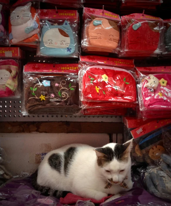 cat laying on a bed in front of a store display filled with stuff