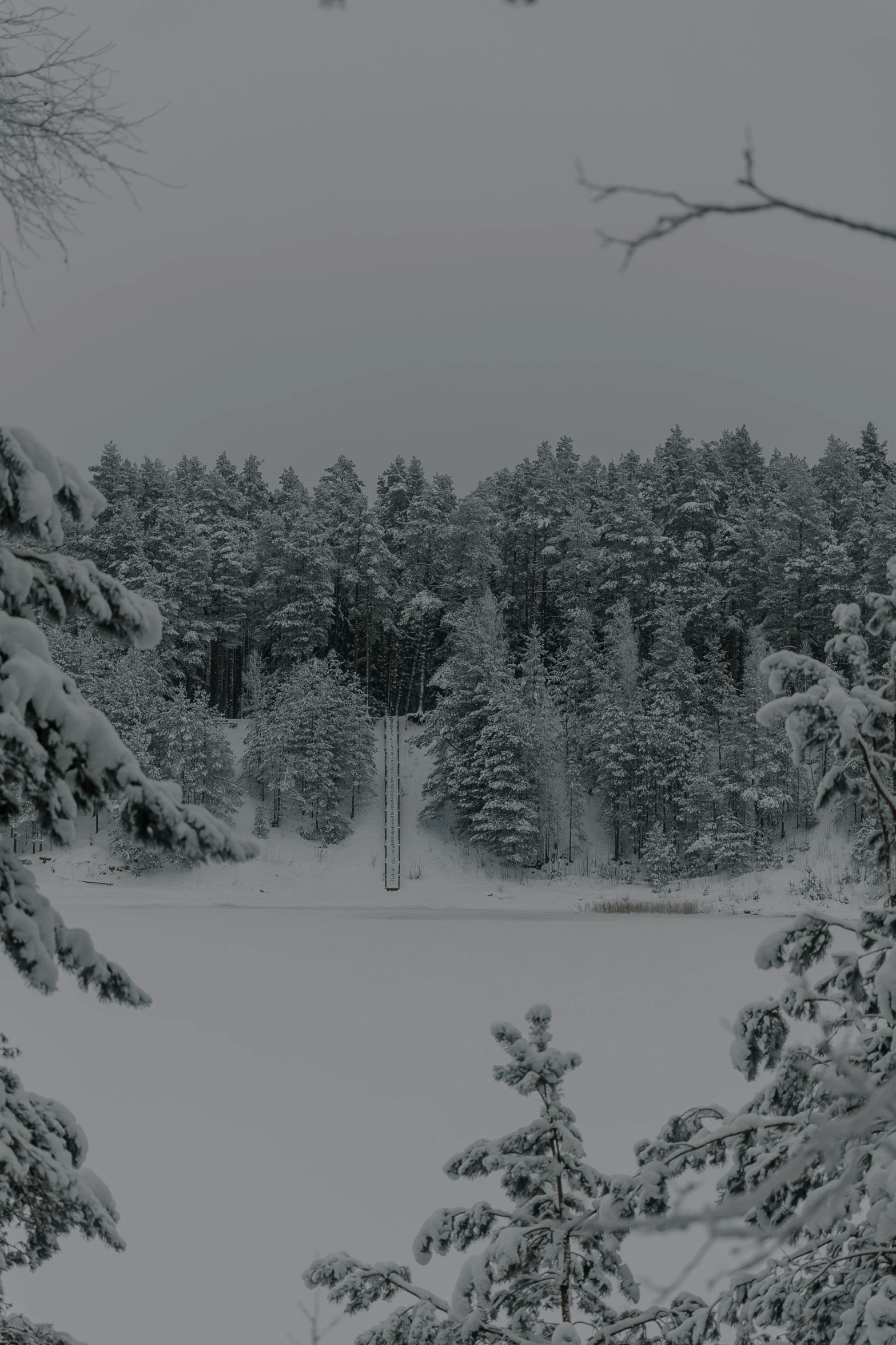 a landscape covered in snow with a large forest