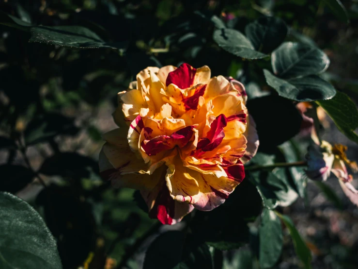 a flower blooming in the middle of several leaves