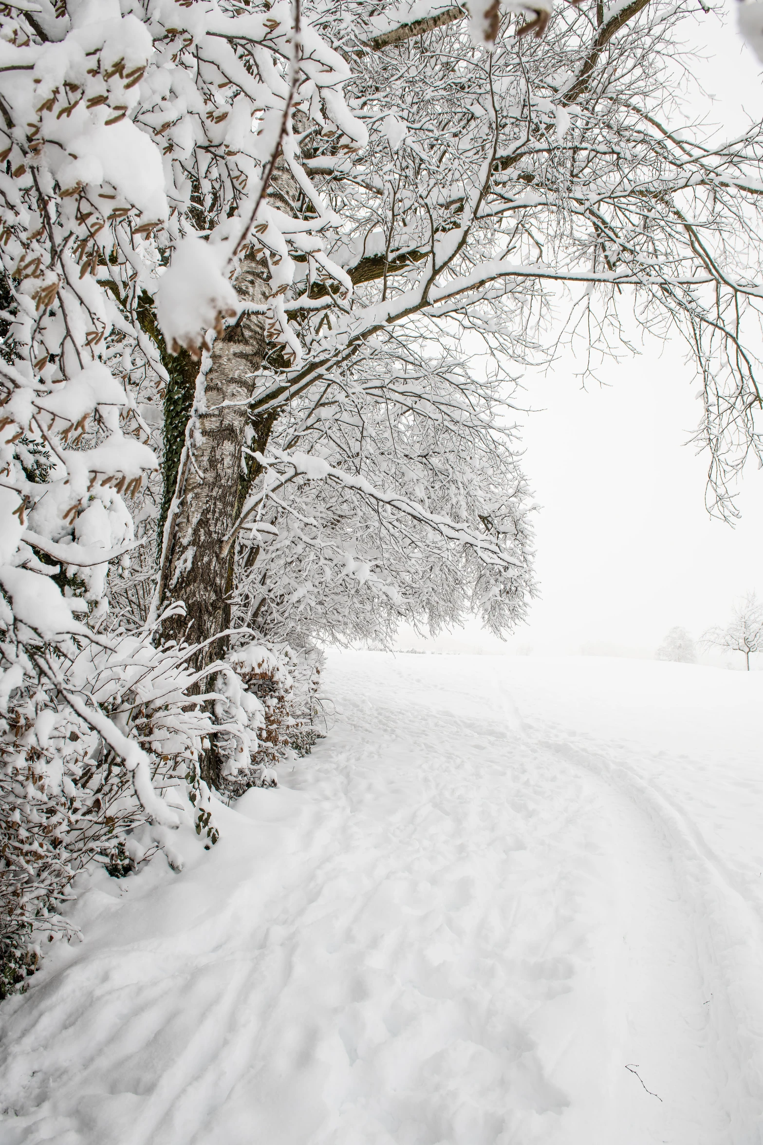 a snowy path lined by trees on top of snow