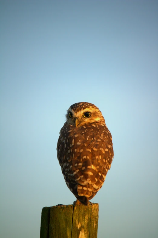 an owl sitting on top of a post