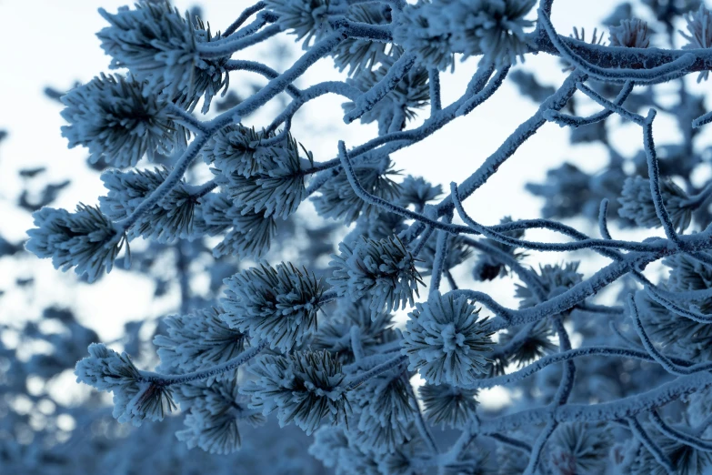 a tree nch covered in ice on a cold day