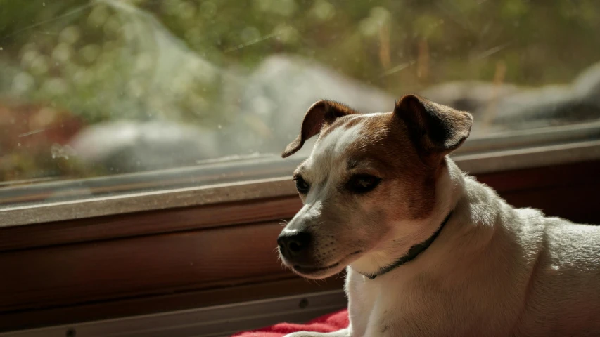 an adorable dog stares out the window while resting