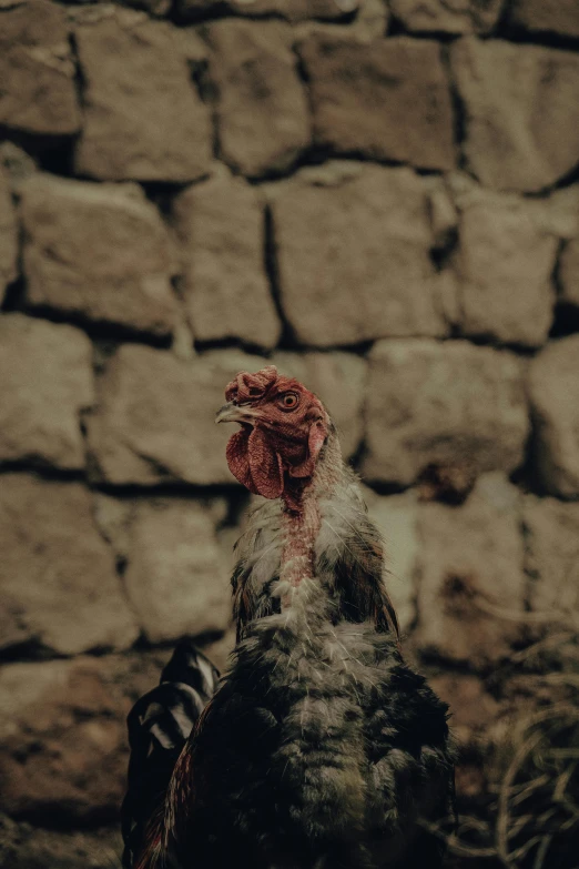 the head of a large chicken looking up at the camera