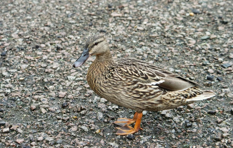 a duck that is walking across the street