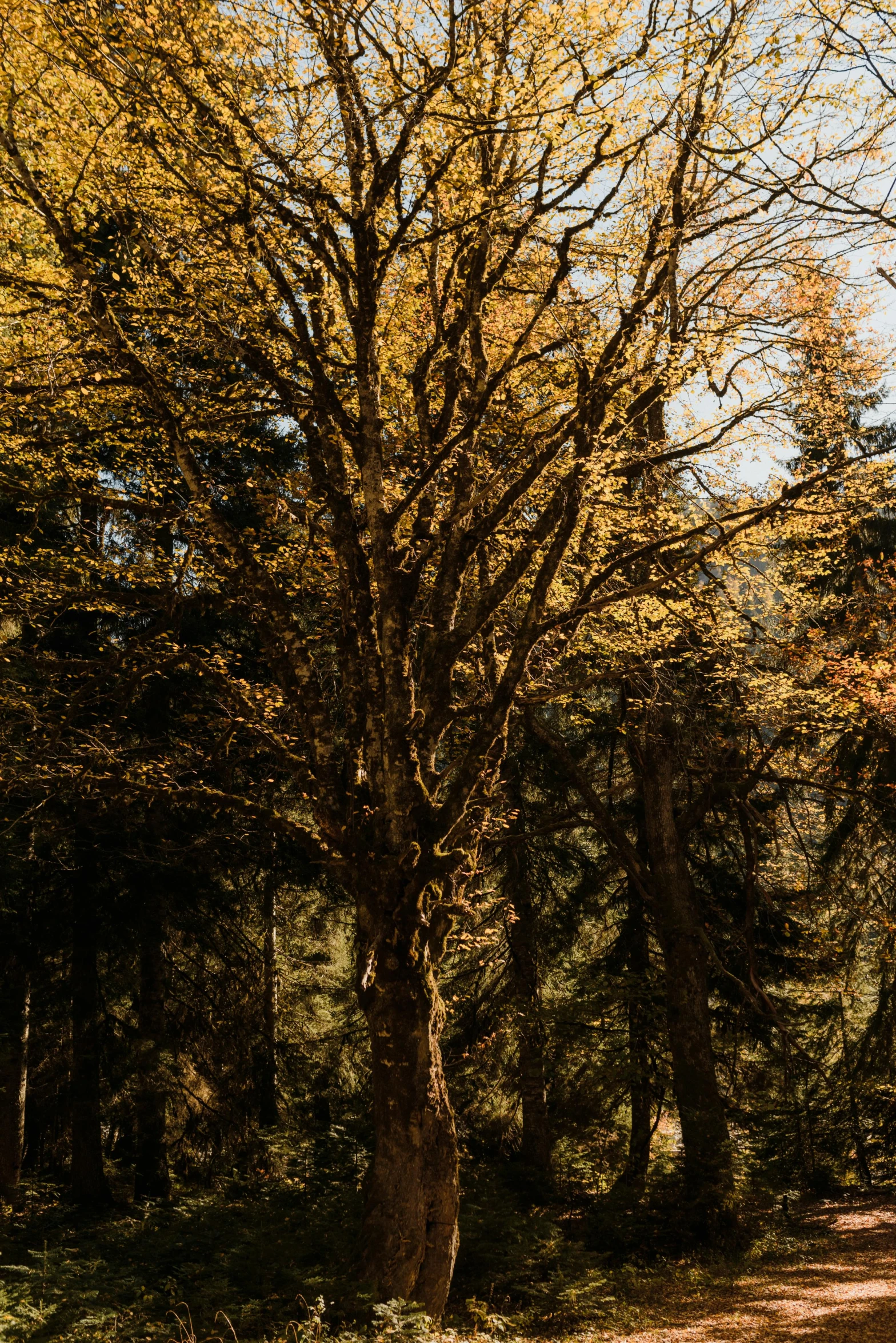 a bench under a tree with yellow leaves