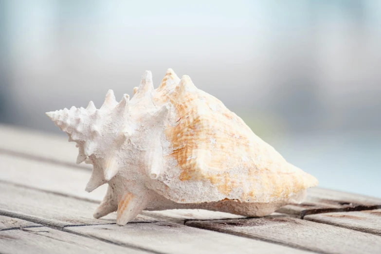 a seashell on the side of a wooden table