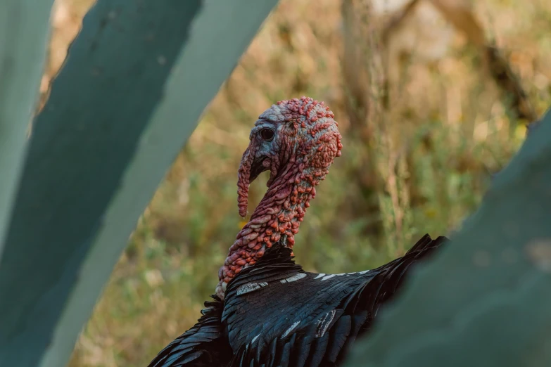 a large bird that is in the bushes