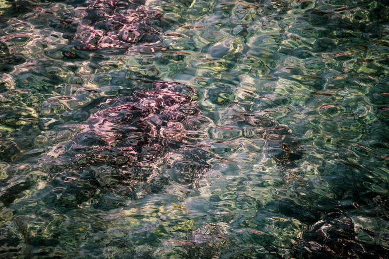 an image of clear blue water with algae growing around it