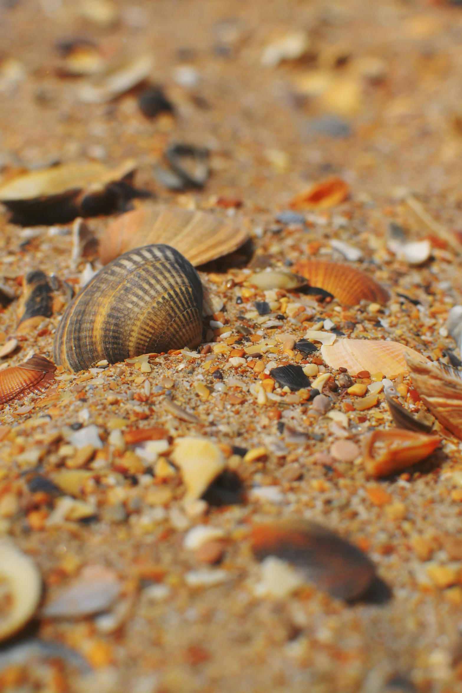 a close up of shells and seashells on the beach