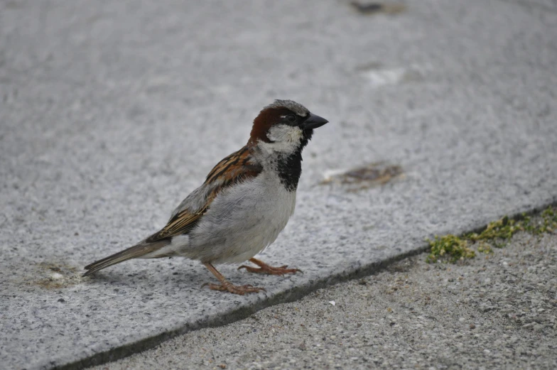 there is a bird standing on the pavement