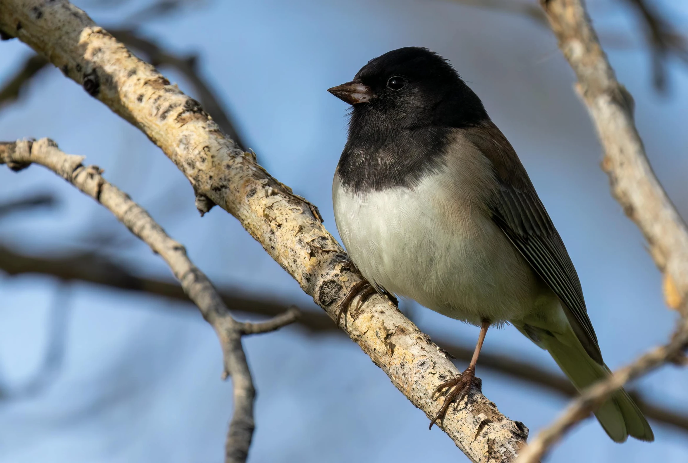 a small bird is perched on a nch