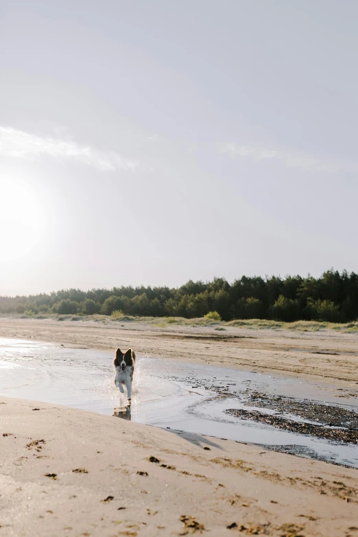 a dog in the water running on the beach