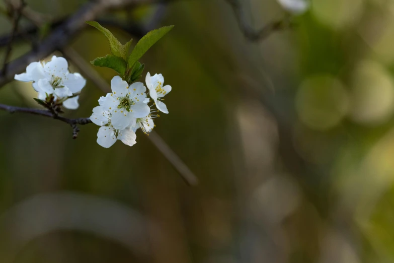 a close up of some white flowers on a tree