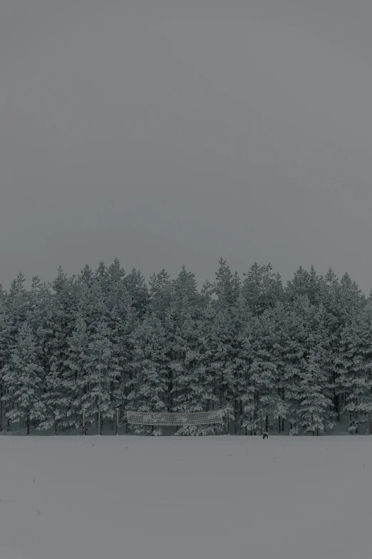 a row of trees sitting in the middle of a snow covered field