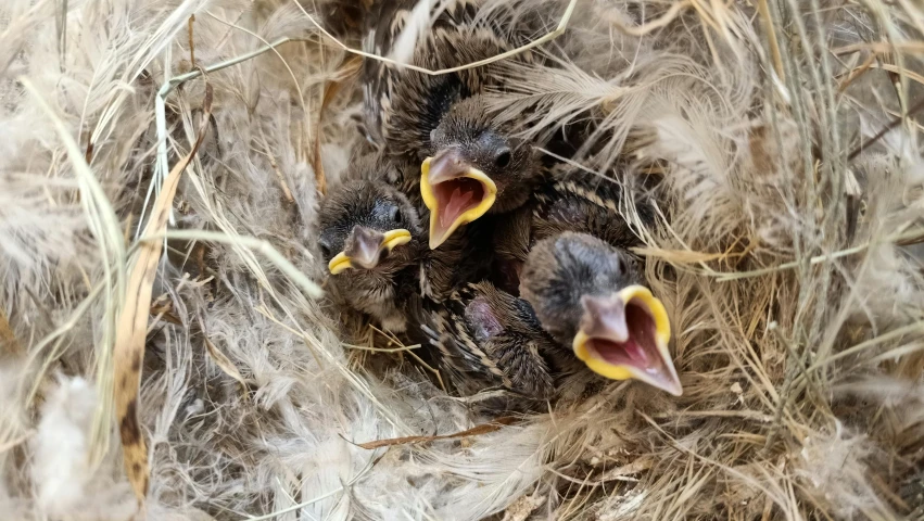 three birds that are sitting in the hay