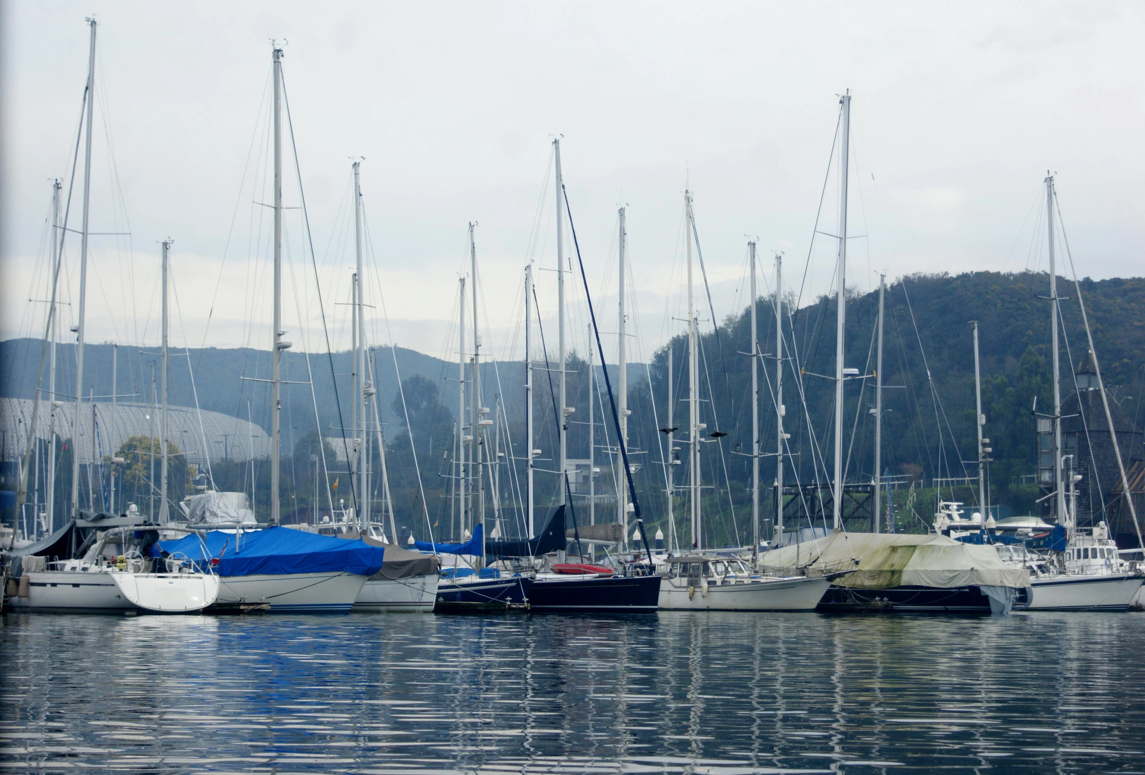 many sailboats are parked at a pier