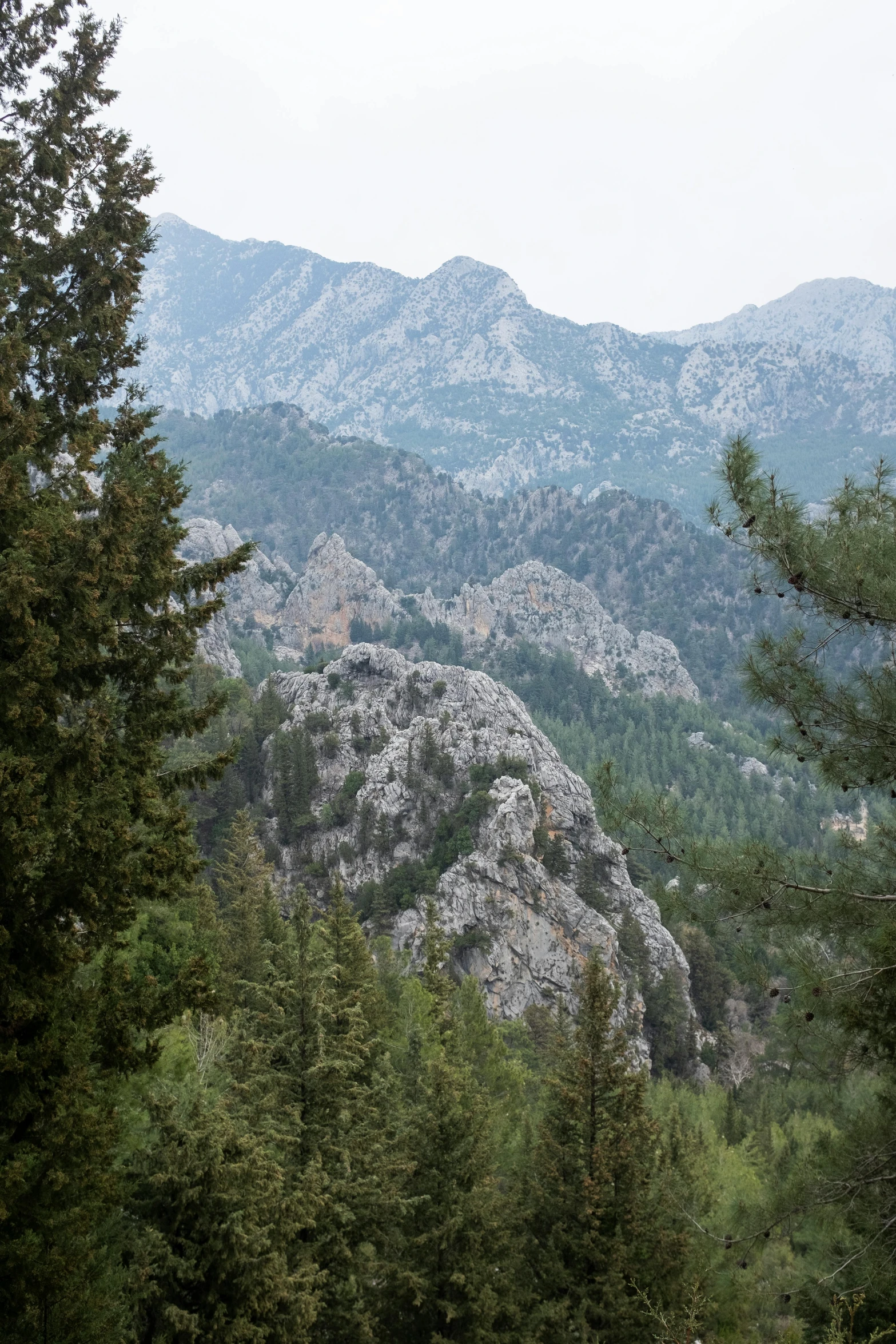 a forest filled with lots of trees and mountains