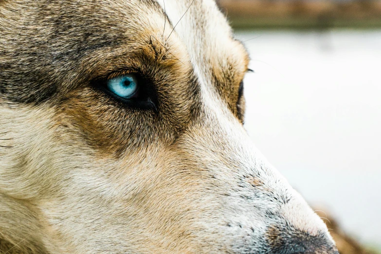 a closeup of the side of an animal with blue eyes