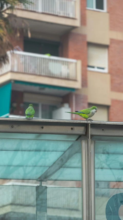 two birds perched on the top of a building