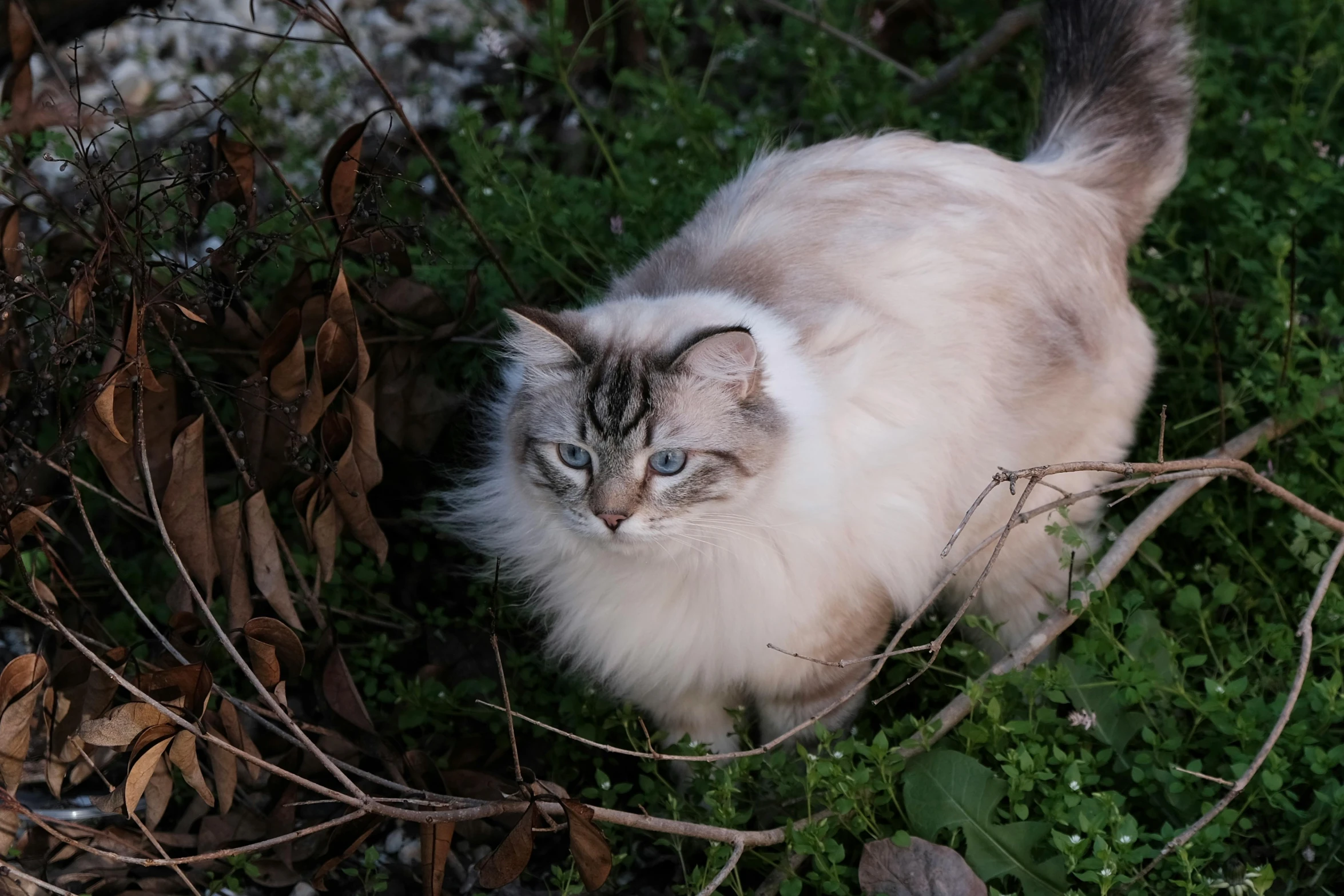 a cat with blue eyes is walking in some brush