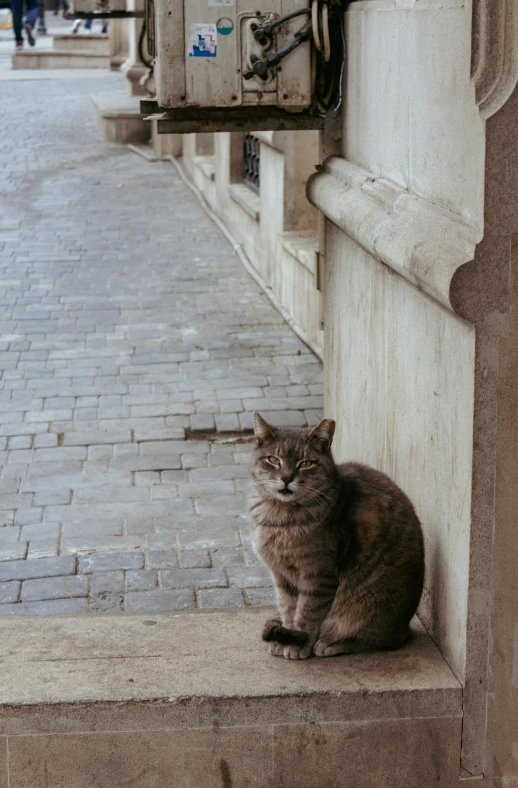 the cat is sitting in the door steps