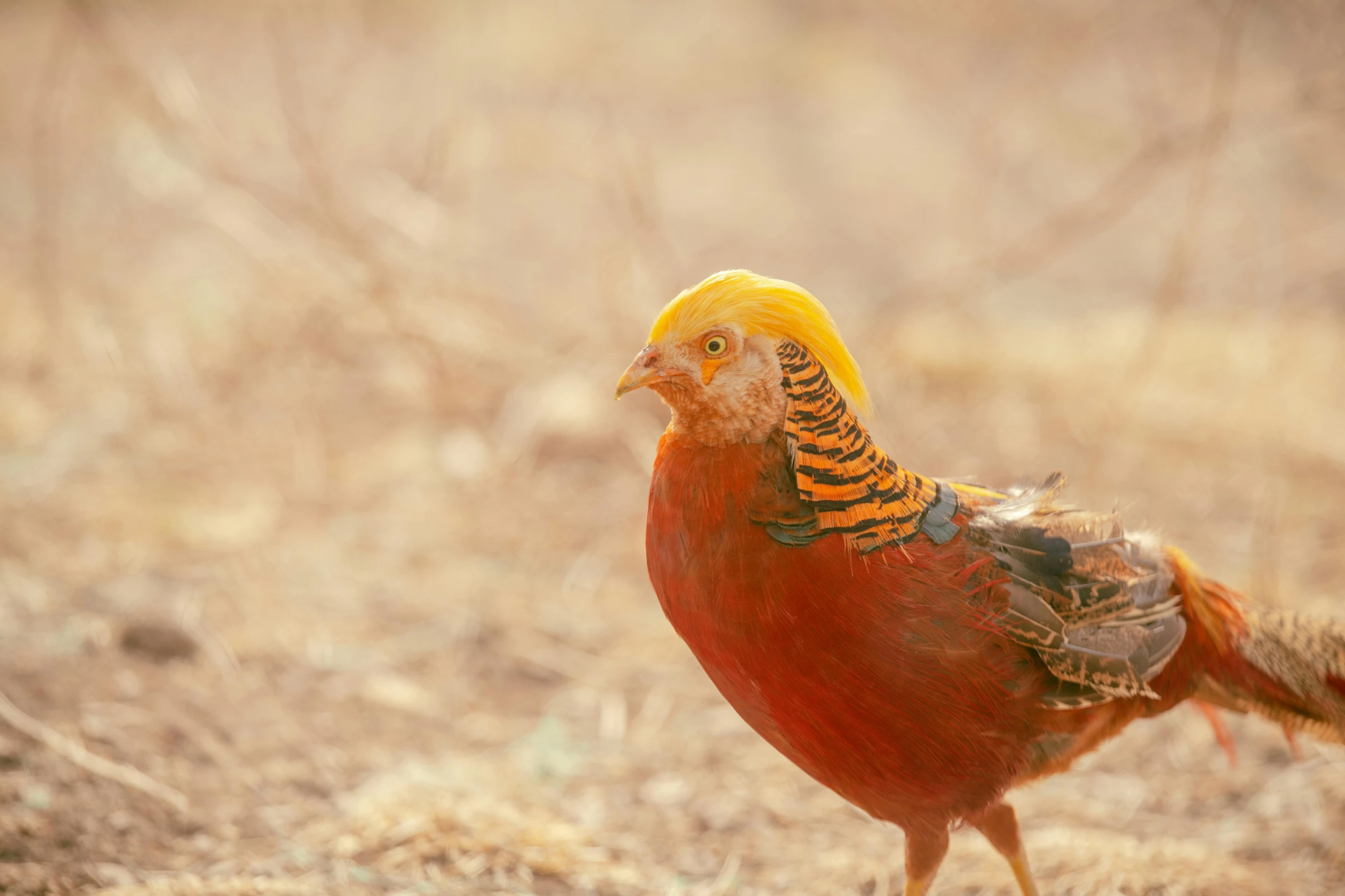 a red bird with a yellow head walking through the dirt