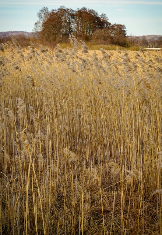 field with dried grass with trees in the background