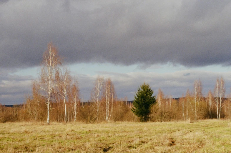 a lone tree sitting on top of a grass covered field