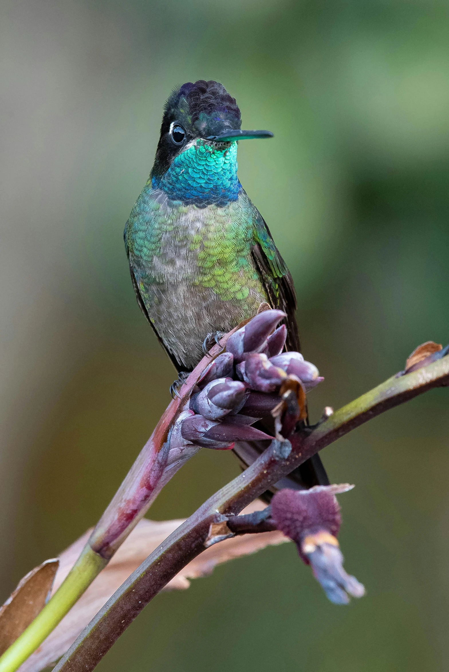 a bird with bright colors sitting on top of a flower