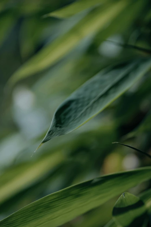 a green leaf is being held in a blurry po