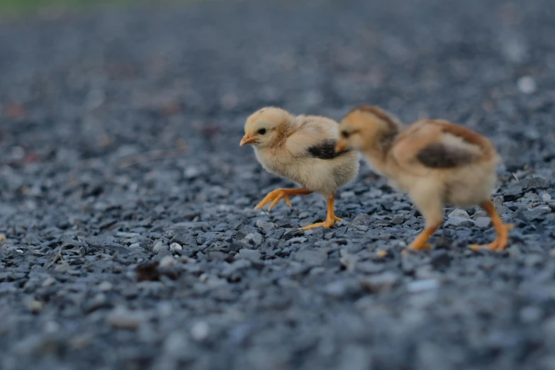 two small birds walking side by side on a gravel road