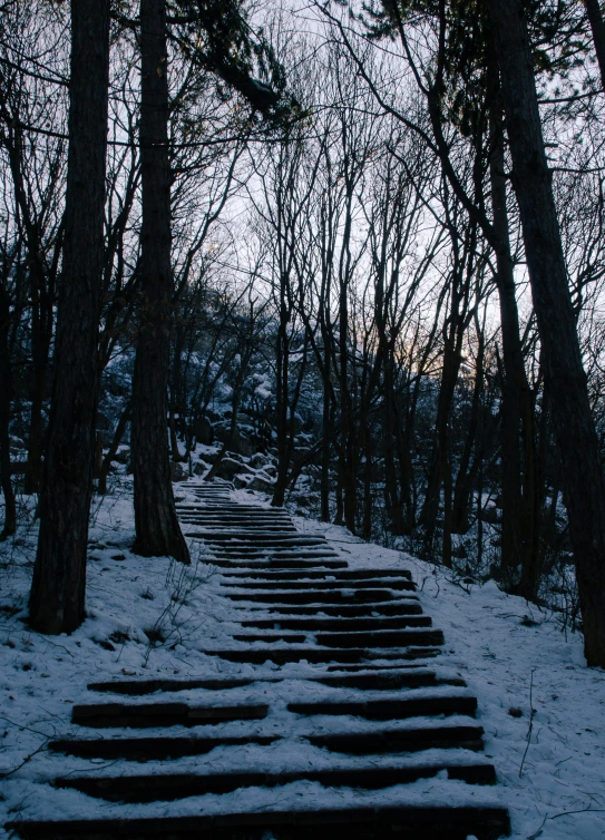 some very pretty stairs in the snow by trees