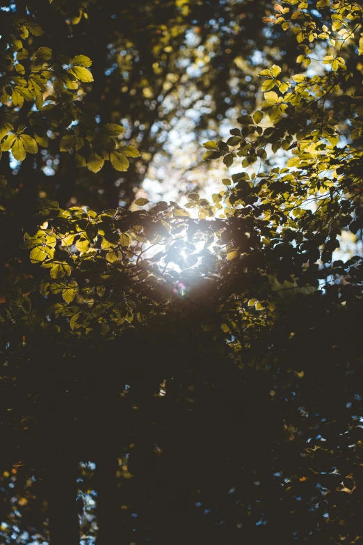 a light shining through the leaves of a tree