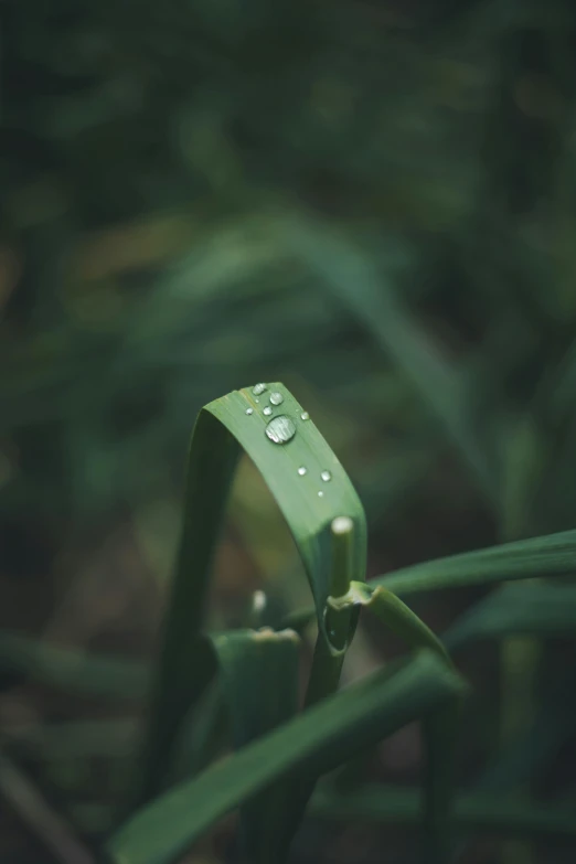 the small drops of dew are displayed on a leaf