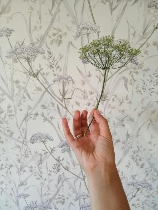 a woman's hand holding up the tip of a flower