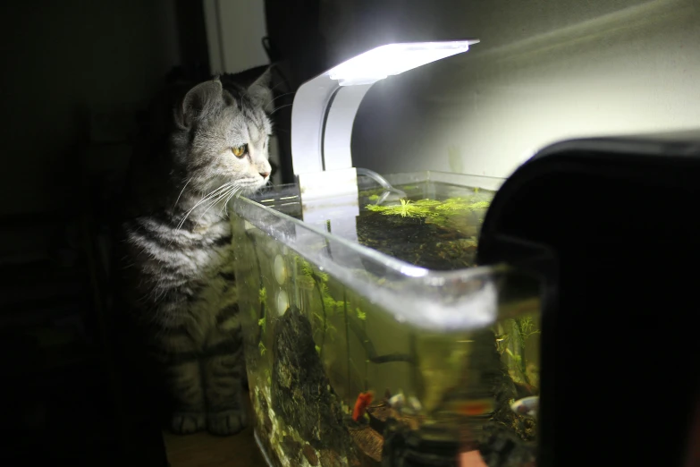 a cat is standing next to a fish tank