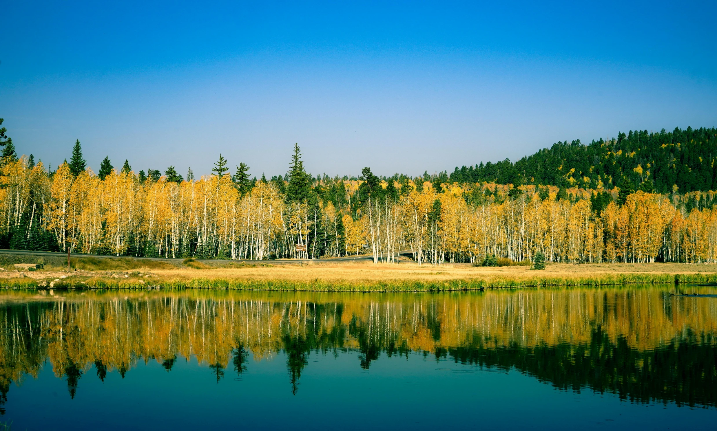 trees and brush beside the water during the day