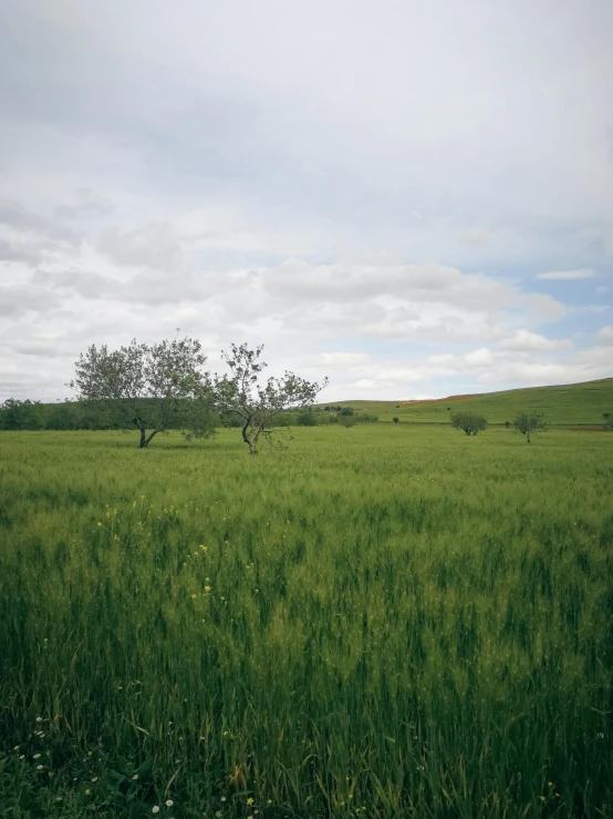 an empty pasture of grass on a sunny day