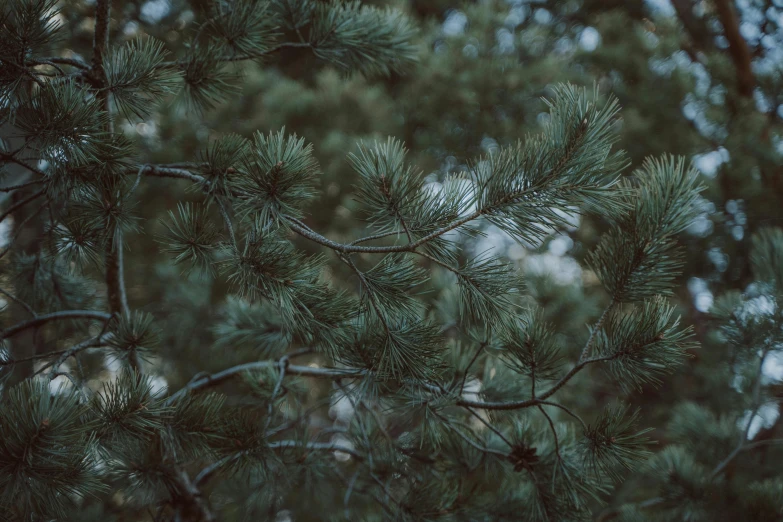 the view through a pine tree with needles