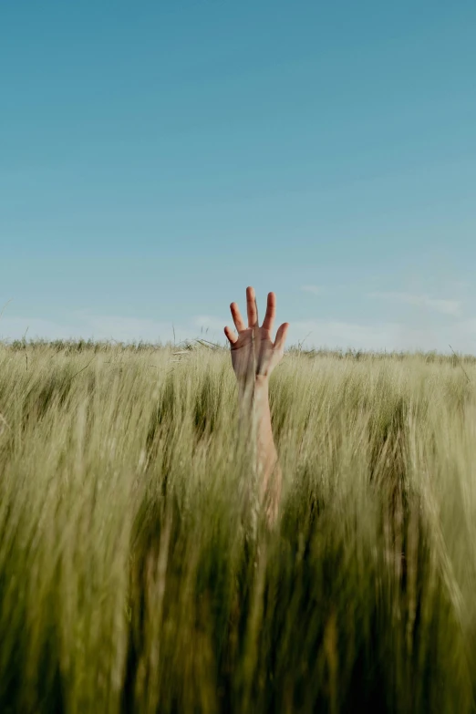a person's hand in a field of green grass