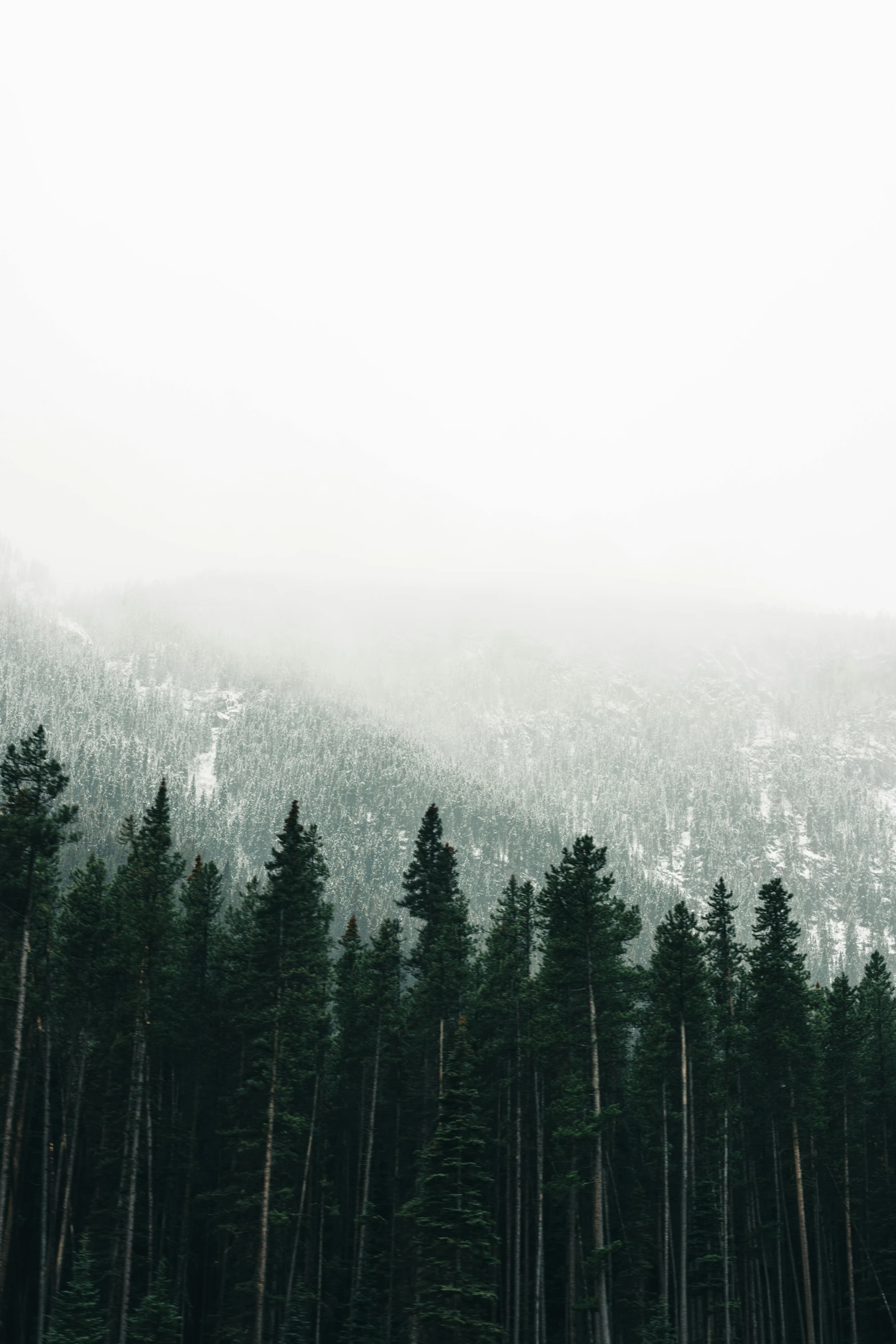 a foggy mountain covered with some trees