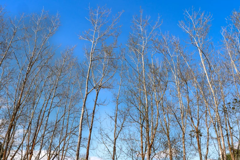 a group of trees with the sky in the background