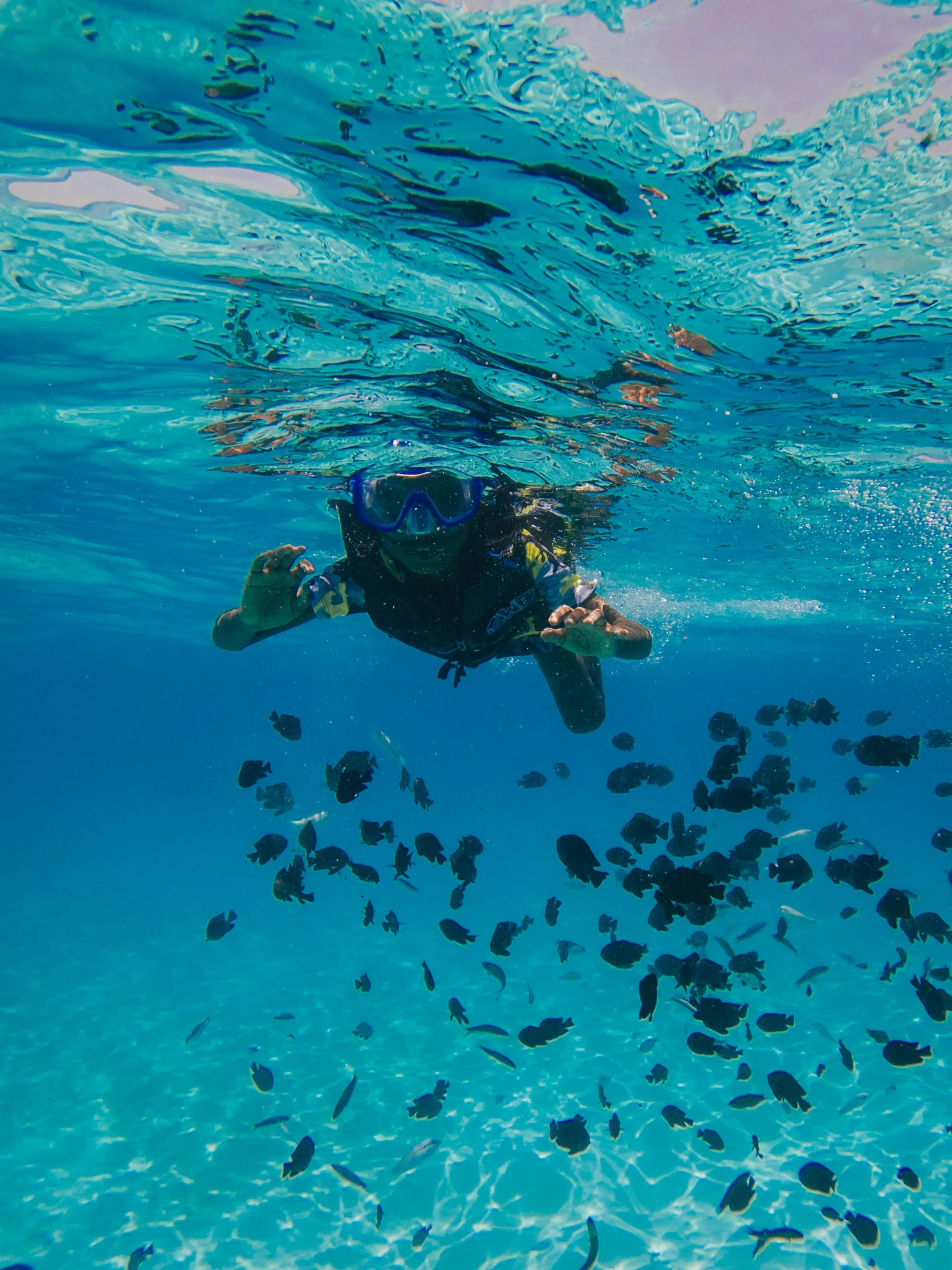 a woman s diving and feeding a lot of fish